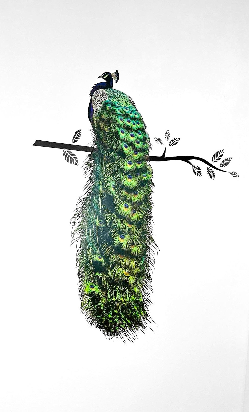 Pfau Wandaufkleber